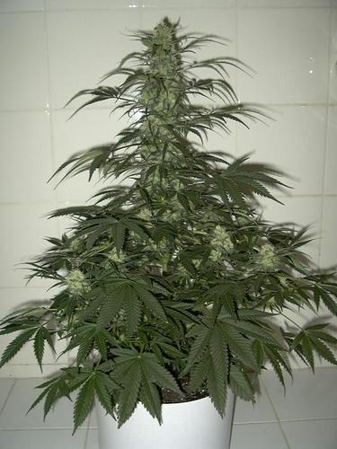 Joyeux noel en avance